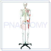 PNT-0102 170cm wissenschaftliches menschliches Muskel Skeleton Modell